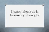 tema 1 Neurobiología de la Neurona y Neuroglia 1.1