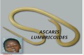 Ascaris Lumbricoides.