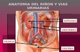 Anatomia aparato renal
