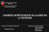 Cambios morfologicos celulares en la necrosis full version1.2