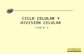 Clase 06; ciclo y division celular