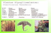 Plantas hipoglicemiantes