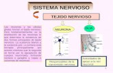 Células del sistema-nervioso y corteza