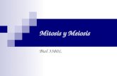 mitosis y_meiosis