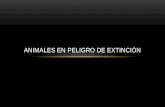 Animal en peligro de extinción:chinchilla