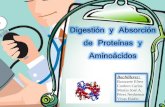 Digestion y Absorcion de Proteinas y Aminoacidos