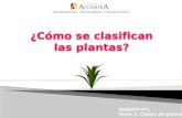 U 1   Tema 1 - Clases de plantas
