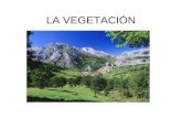 La vegetacion (power point)[1]