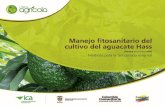 Manejo fitosanitario del cultivo del aguacate haas   ica