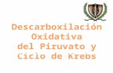 DESCARBOXILACIÓN OXIDATIVA Y CICLO DE KREBS