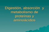 DigestióN Y Metabolismo De ProteíNas Y AminoáCidos