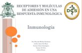 Receptores y moléculas de adhesión en una respuesta inmunológica