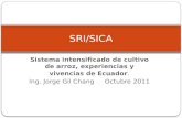 1173 Sistema intensificado de cultivo de arroz experiencias y vivencias de Ecuador