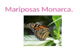Monarcas jessica gabriyel 4ºb