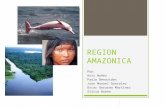 Región Amazonas Colombia