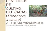 El cultivo del cacao y sus Beneficios.