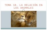 Tema 10. La relación en los animales