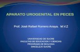 Anatomia del Aparato Urogenital de Peces. De: José Romero Profesor.