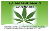 La marihuana o cannabis
