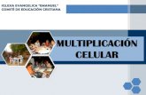 Multiplicaci³n celular