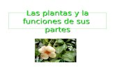 Las plantas y la funciones de sus  partes