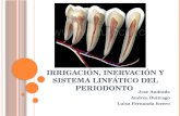 Irrigación inervación y sistema linfático del periodonto