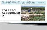 Colapso algodonero en la Comarca Lagunera