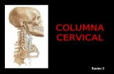 Rx de columna cervical y dorsal