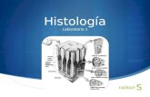 Histologia laboratorio 1