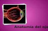 Anatomía de ojo