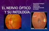El nervio óptico y su patología.