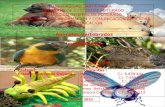 Animales vertebrados e invertebrados[1]