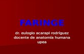 Anatomía de la faringe(Básicamente según Rouviere)