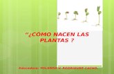 Presentacion ...¿Comó nacen las plantas? YOLANDA RODRIGUEZ CACHO