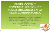 Produccion y comercializacion_de_pollo_organico