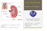 Los Riñones ( anatomía y fisiología)