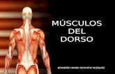 Musculos del dorso1