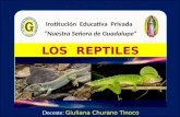 Reino  animalia   reptiles