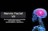 Nervio facial VII