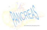 14a. pancreas