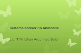 Sistema endocrino anatomía