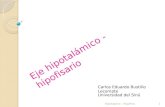 Hipotalamo - Hipofisis