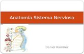 Anatomía sistema nervioso