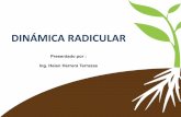 Dinamica radicular en cultivos de exportacion