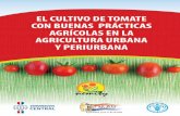 FAO publication: "El cultivo de tomate con buenas prácticas agrícolas en la agricultura urbana y periurbana"