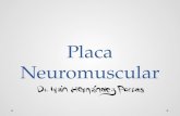 7. placa neuromuscular