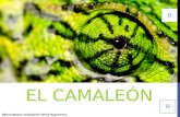 El camaleon