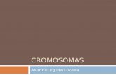 Cromosomas ( Egilda Lucena) tarea 03