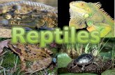 Reptiles 2003