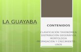 Taxonomía guayaba
